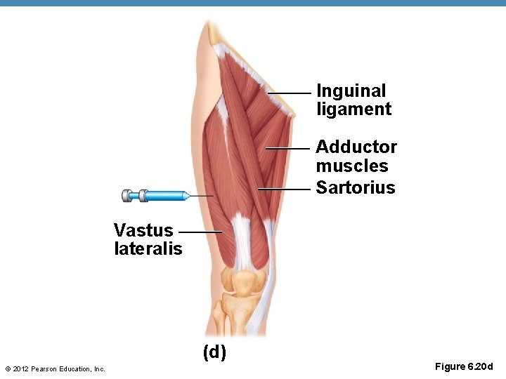 Inguinal ligament Adductor muscles Sartorius Vastus lateralis (d) © 2012 Pearson Education, Inc. Figure