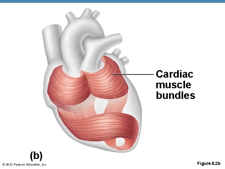 Cardiac muscle bundles (b) © 2012 Pearson Education, Inc. Figure 6. 2 b 