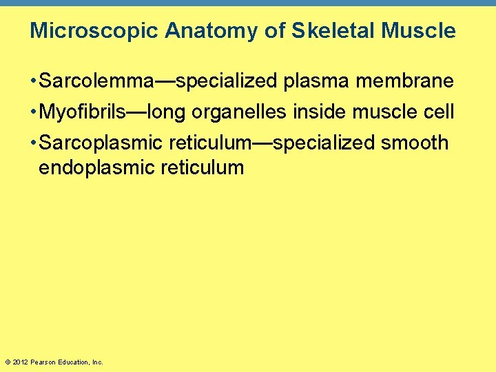 Microscopic Anatomy of Skeletal Muscle • Sarcolemma—specialized plasma membrane • Myofibrils—long organelles inside muscle