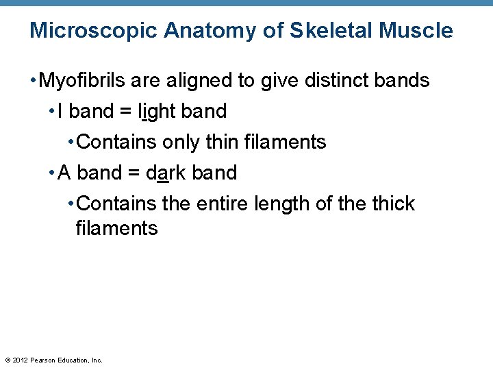 Microscopic Anatomy of Skeletal Muscle • Myofibrils are aligned to give distinct bands •