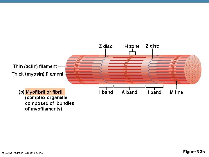 Z disc H zone Z disc Thin (actin) filament Thick (myosin) filament (b) Myofibril