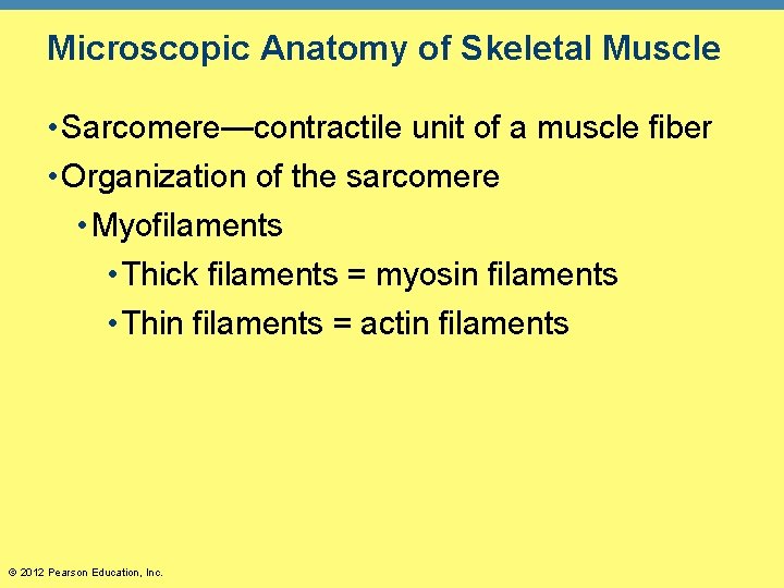 Microscopic Anatomy of Skeletal Muscle • Sarcomere—contractile unit of a muscle fiber • Organization