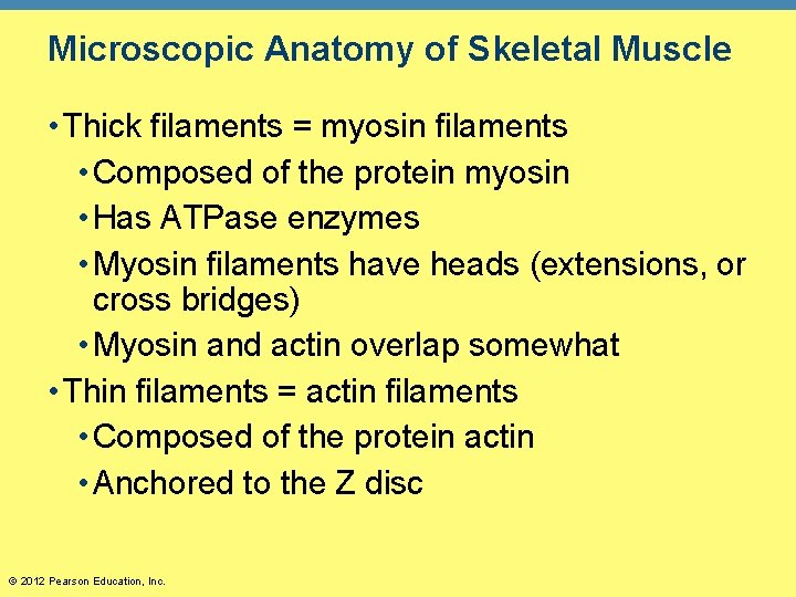 Microscopic Anatomy of Skeletal Muscle • Thick filaments = myosin filaments • Composed of