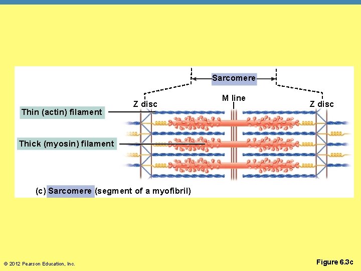 Sarcomere Thin (actin) filament Z disc M line Z disc Thick (myosin) filament (c)