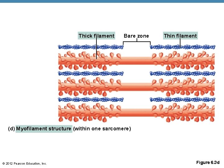 Thick filament Bare zone Thin filament (d) Myofilament structure (within one sarcomere) © 2012