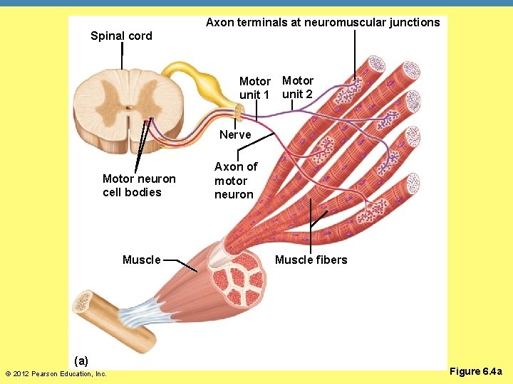 Axon terminals at neuromuscular junctions Spinal cord Motor unit 1 unit 2 Nerve Motor