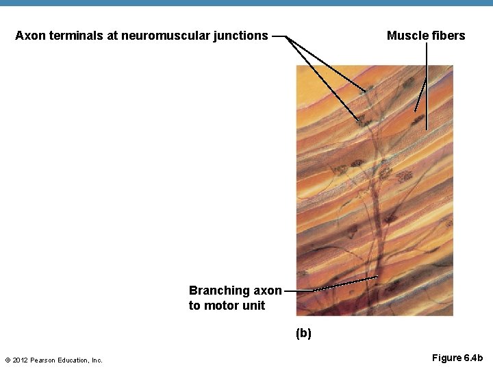 Axon terminals at neuromuscular junctions Muscle fibers Branching axon to motor unit (b) ©