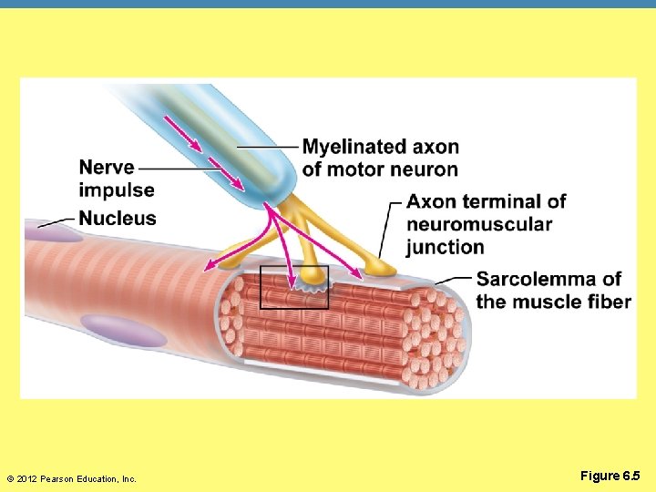 © 2012 Pearson Education, Inc. Figure 6. 5 