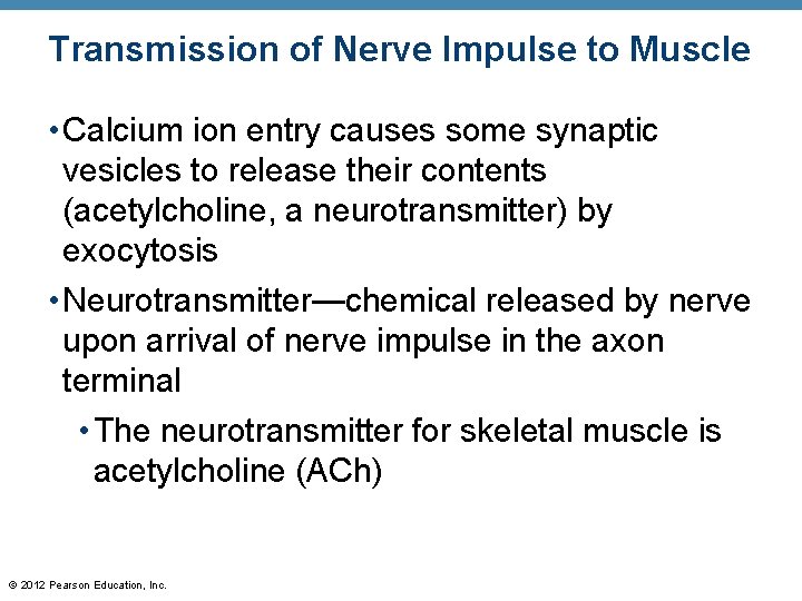 Transmission of Nerve Impulse to Muscle • Calcium ion entry causes some synaptic vesicles