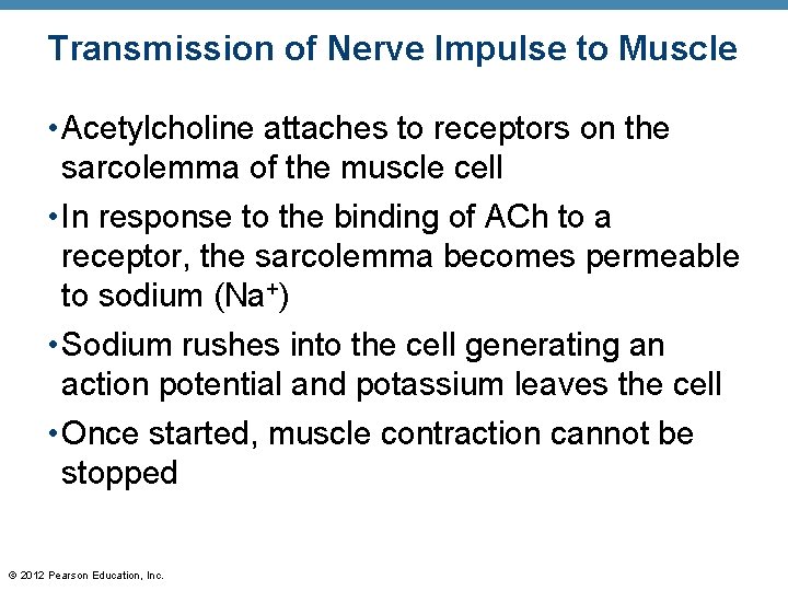 Transmission of Nerve Impulse to Muscle • Acetylcholine attaches to receptors on the sarcolemma