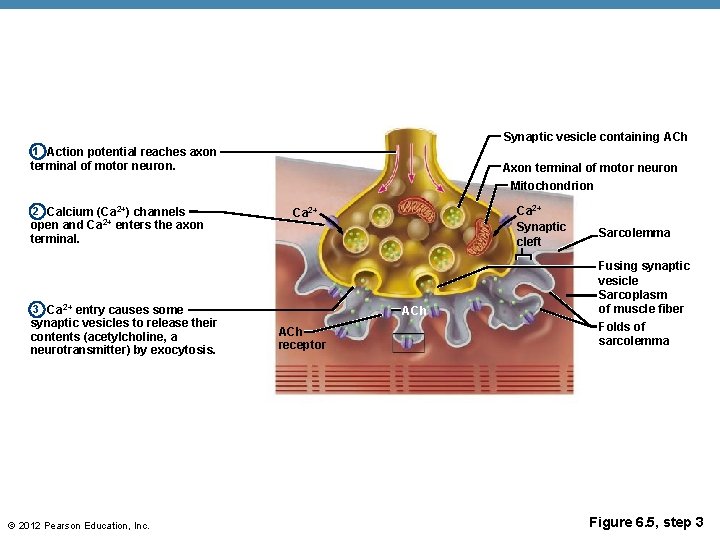 Synaptic vesicle containing ACh 1 Action potential reaches axon terminal of motor neuron. Axon