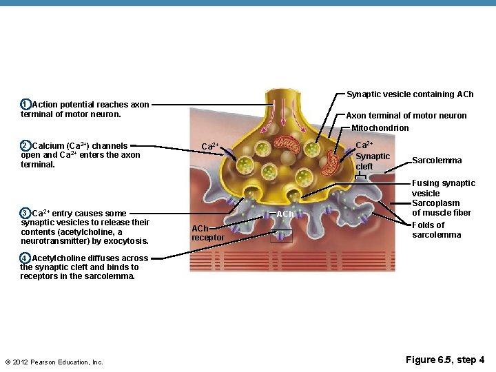 Synaptic vesicle containing ACh 1 Action potential reaches axon terminal of motor neuron. Axon