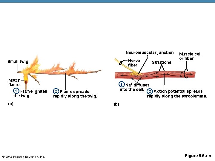 Neuromuscular junction Nerve fiber Small twig Match flame 1 Flame ignites the twig. (a)