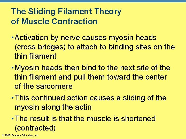 The Sliding Filament Theory of Muscle Contraction • Activation by nerve causes myosin heads