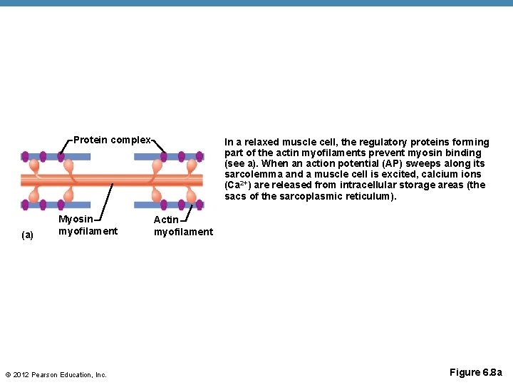 Protein complex (a) Myosin myofilament © 2012 Pearson Education, Inc. In a relaxed muscle