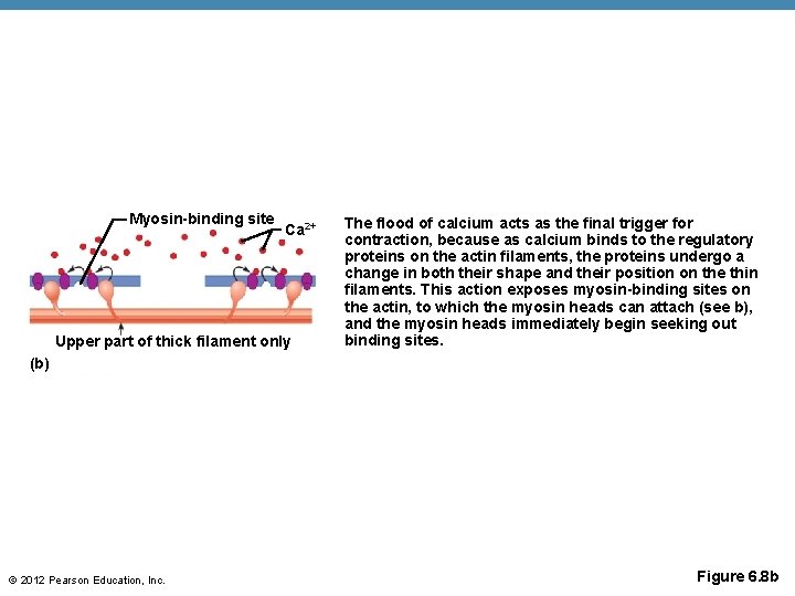 Myosin-binding site Ca 2+ Upper part of thick filament only The flood of calcium