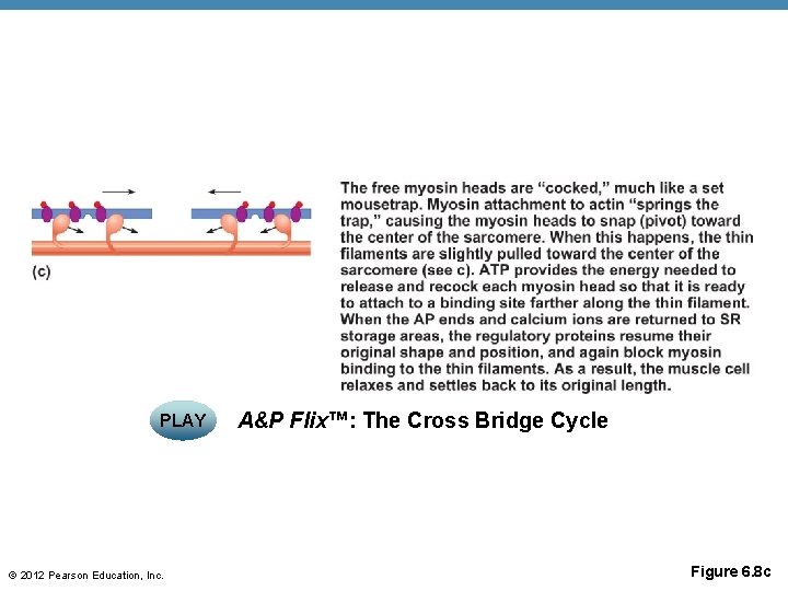 PLAY © 2012 Pearson Education, Inc. A&P Flix™: The Cross Bridge Cycle Figure 6.