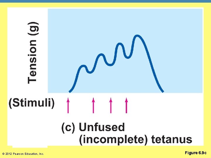 © 2012 Pearson Education, Inc. Figure 6. 9 c 