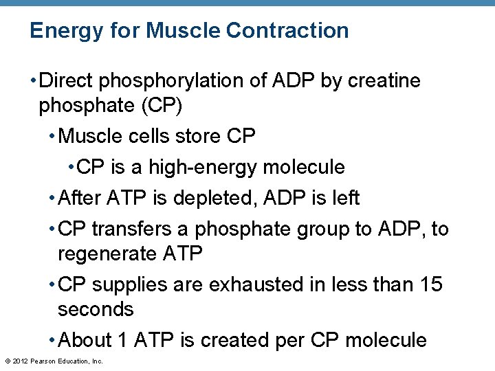 Energy for Muscle Contraction • Direct phosphorylation of ADP by creatine phosphate (CP) •