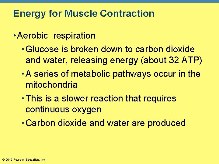 Energy for Muscle Contraction • Aerobic respiration • Glucose is broken down to carbon