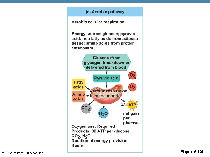 © 2012 Pearson Education, Inc. Figure 6. 10 b 