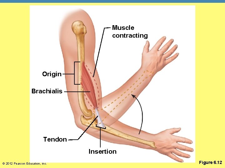 Muscle contracting Origin Brachialis Tendon Insertion © 2012 Pearson Education, Inc. Figure 6. 12