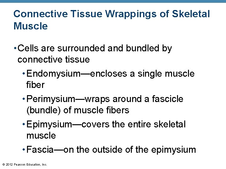 Connective Tissue Wrappings of Skeletal Muscle • Cells are surrounded and bundled by connective