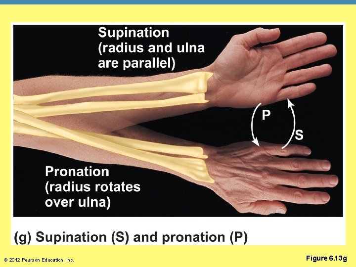 © 2012 Pearson Education, Inc. Figure 6. 13 g 