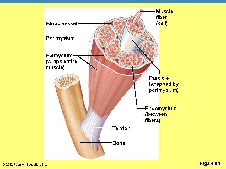 Muscle fiber (cell) Blood vessel Perimysium Epimysium (wraps entire muscle) Fascicle (wrapped by perimysium)