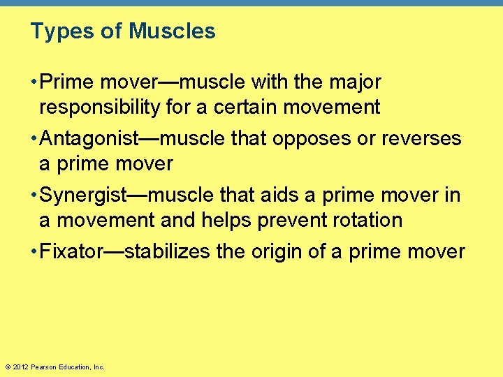 Types of Muscles • Prime mover—muscle with the major responsibility for a certain movement