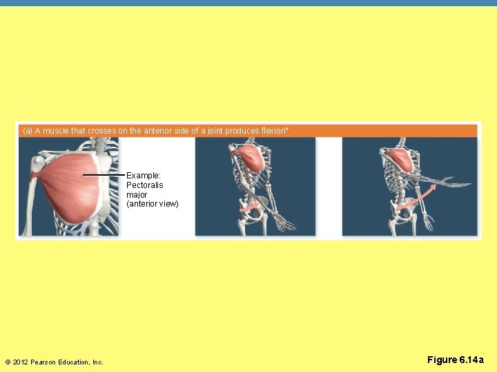 (a) A muscle that crosses on the anterior side of a joint produces flexion*