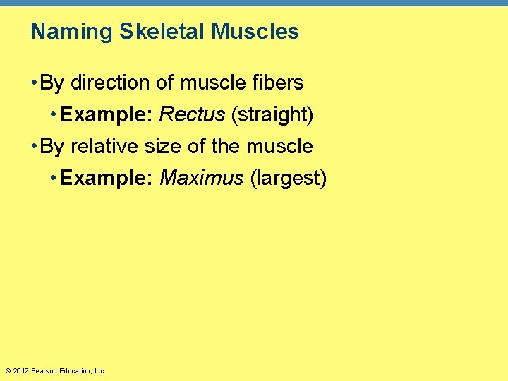 Naming Skeletal Muscles • By direction of muscle fibers • Example: Rectus (straight) •