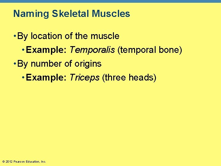 Naming Skeletal Muscles • By location of the muscle • Example: Temporalis (temporal bone)