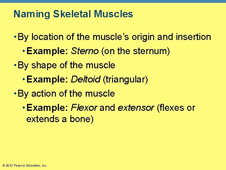 Naming Skeletal Muscles • By location of the muscle’s origin and insertion • Example: