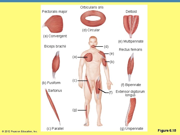 Orbicularis oris Deltoid Pectoralis major (d) Circular (a) Convergent (e) Multipennate Biceps brachii (d)