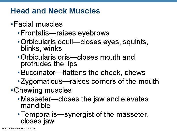 Head and Neck Muscles • Facial muscles • Frontalis—raises eyebrows • Orbicularis oculi—closes eyes,