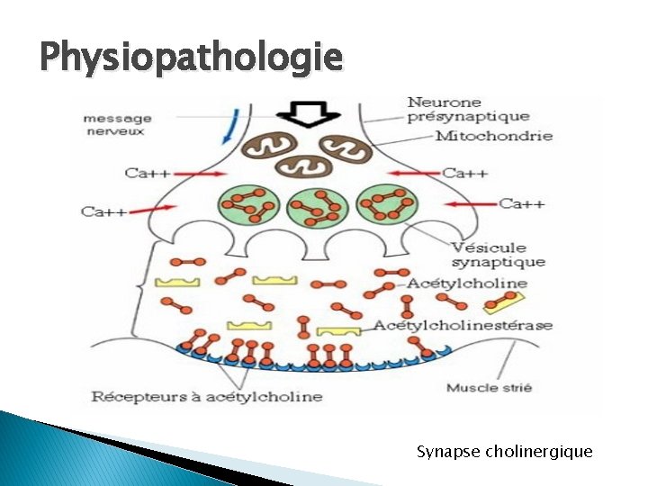 Physiopathologie Synapse cholinergique 