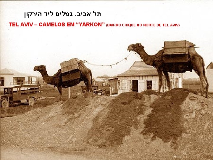  הירקון ליד גמלים . אביב תל TEL AVIV – CAMELOS EM “YARKON” (BAIRRO