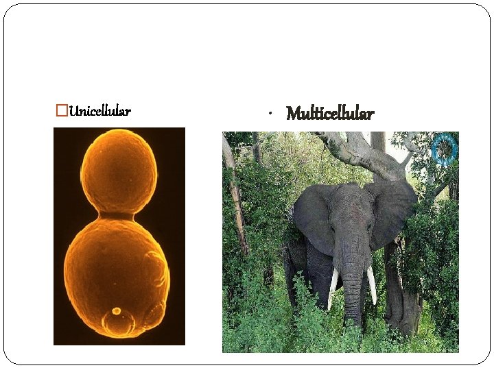 �Unicellular • Multicellular 