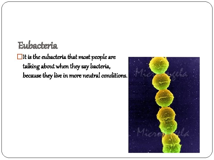Eubacteria �It is the eubacteria that most people are talking about when they say