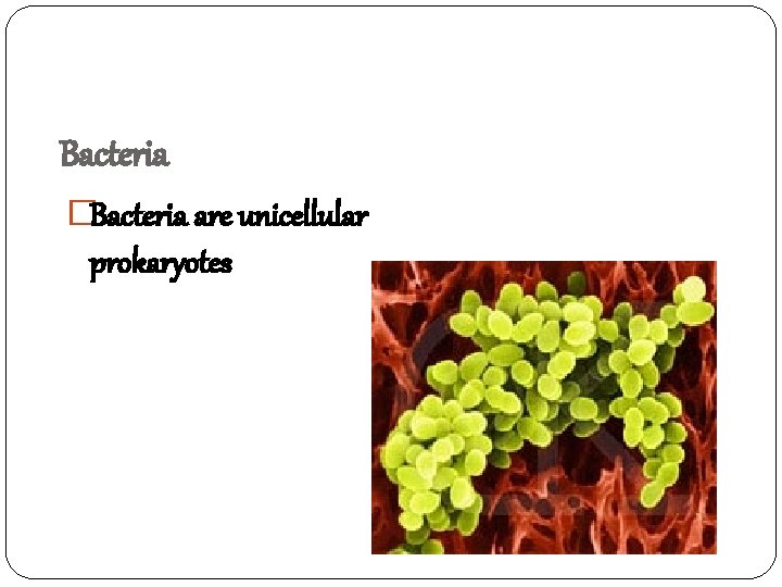 Bacteria �Bacteria are unicellular prokaryotes 