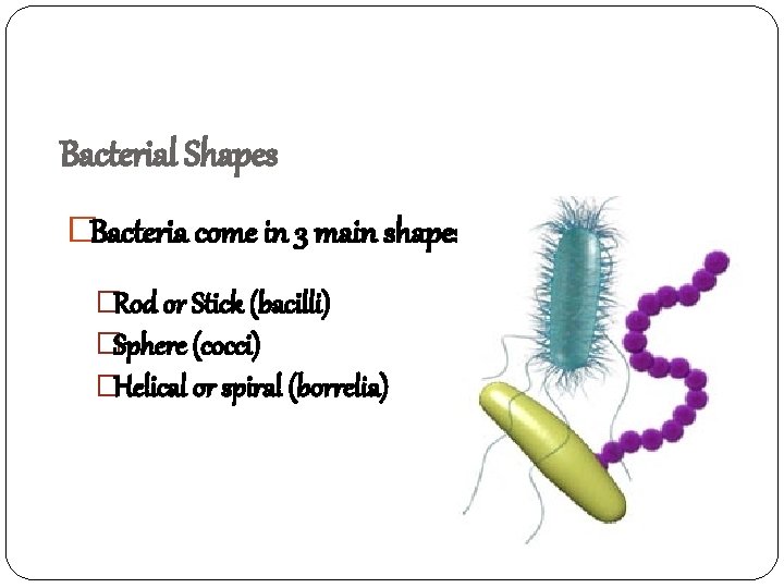 Bacterial Shapes �Bacteria come in 3 main shapes �Rod or Stick (bacilli) �Sphere (cocci)