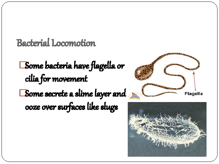 Bacterial Locomotion �Some bacteria have flagella or cilia for movement �Some secrete a slime