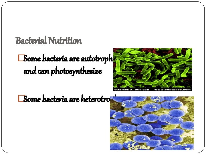 Bacterial Nutrition �Some bacteria are autotrophs and can photosynthesize �Some bacteria are heterotrophs 