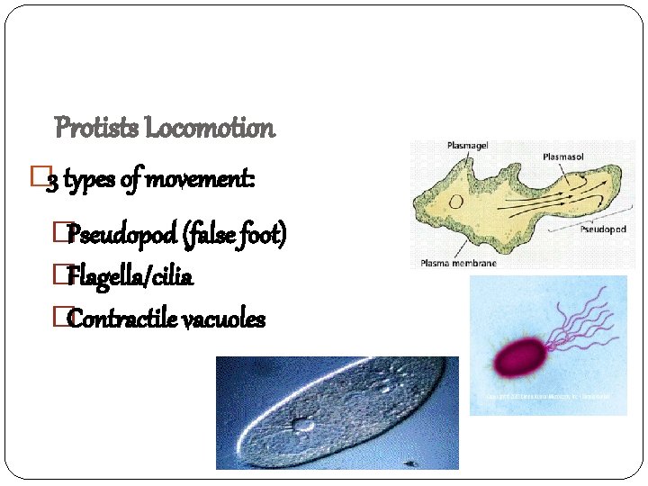 Protists Locomotion � 3 types of movement: �Pseudopod (false foot) �Flagella/cilia �Contractile vacuoles 