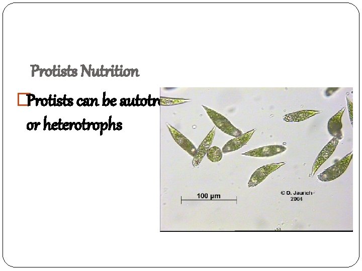 Protists Nutrition �Protists can be autotrophs or heterotrophs 