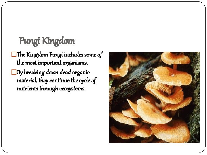 Fungi Kingdom �The Kingdom Fungi includes some of the most important organisms. �By breaking
