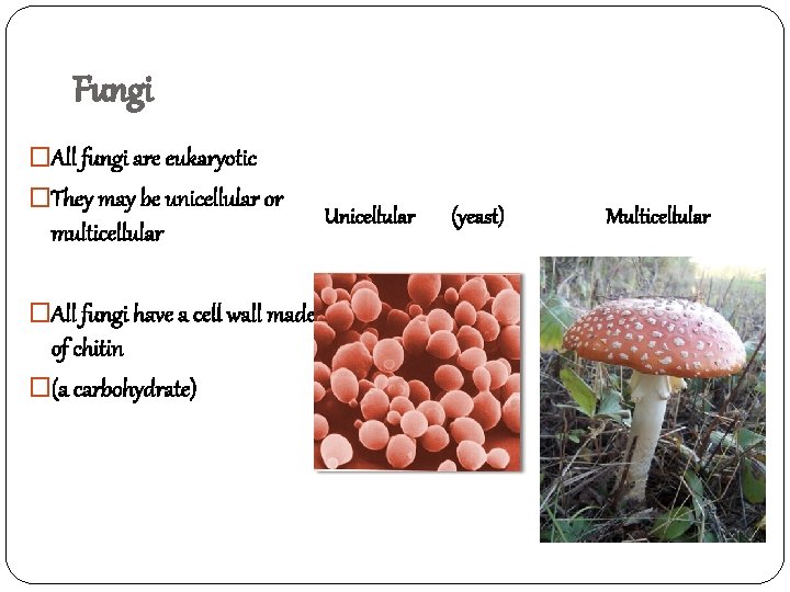 Fungi �All fungi are eukaryotic �They may be unicellular or multicellular �All fungi have