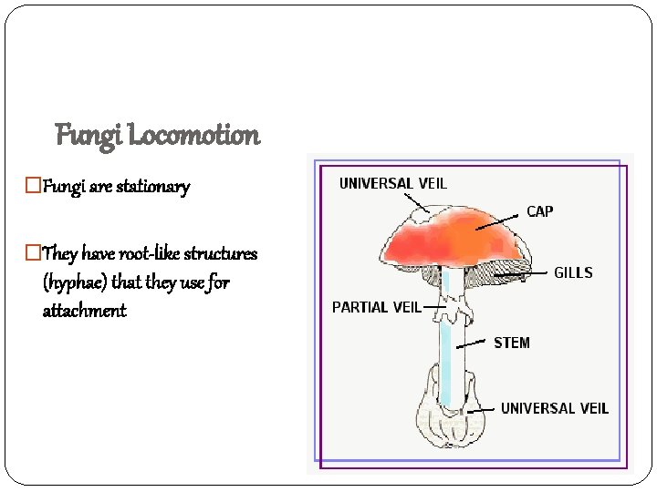 Fungi Locomotion �Fungi are stationary �They have root-like structures (hyphae) that they use for