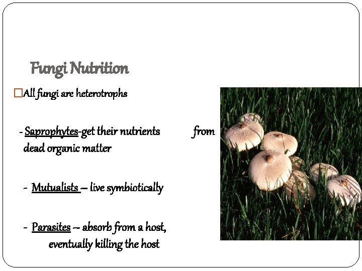 Fungi Nutrition �All fungi are heterotrophs - Saprophytes-get their nutrients dead organic matter -